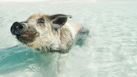 Как у беларусов с деньгами и ипотекой в Польше — в каких банках (не) ущемляют. Ресёрч Как у беларусов с деньгами и ипотекой в Польше — в каких банках (не) ущемляют. Ресёрч