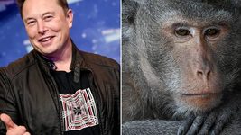 Компания Илона Маска ответила на обвинения зоозащитников насчёт страдающих обезьян