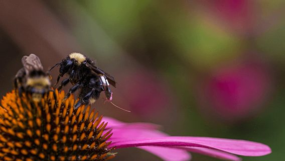 Учёные разработали «умные рюкзаки» для пчёл, чтобы собирать данные для сельского хозяйства 
