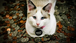 Глава OpenAI предлагает правительству США 5% акций — заботится о людях
