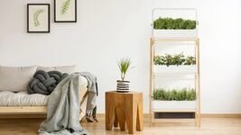 Чёрная пятница в Click&Grow: редкое время, когда «Умный сад» можно купить со скидкой 