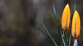 Весенняя распродажа: Скидка 40% на подписку Coursera Plus 