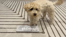 Сабака наваібкодзіла кампутарную гульню за пару гадзін