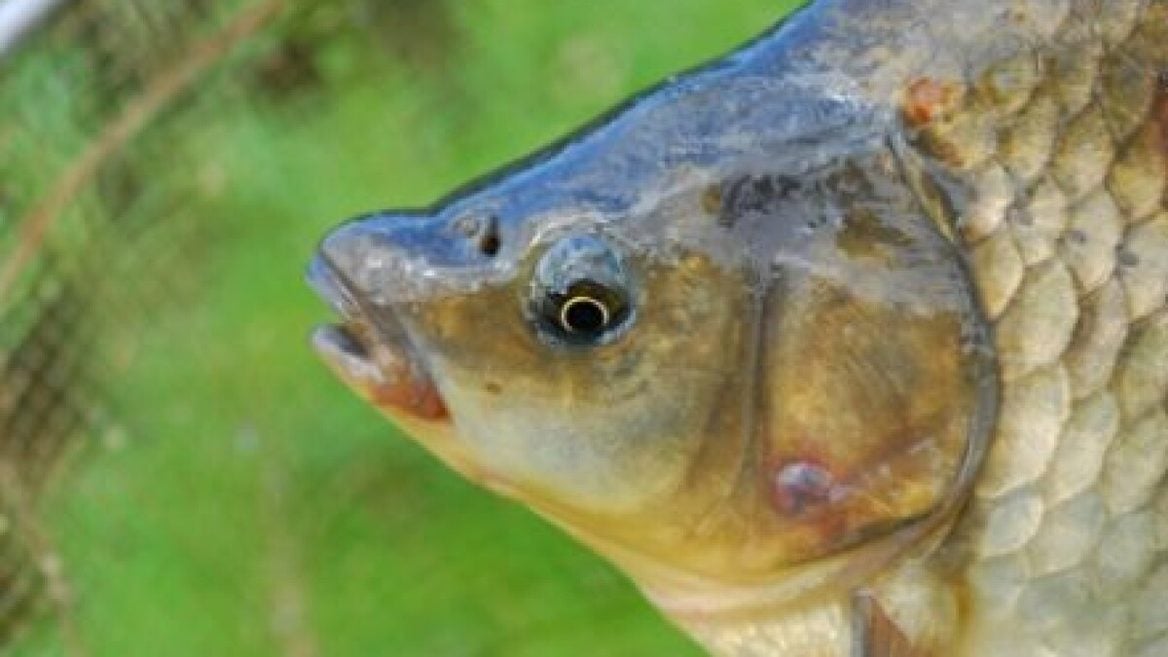 Ученые придумали делать ЖК-дисплеи из рыбьей чешуи