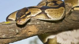 TIOBE: Python теряет рыночную долю