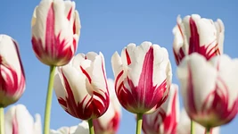 Лукашенко припугнул беларусских мужиков и сказал женщинам жаловаться ему в TikTok