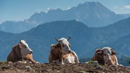 «Там богаче, а здесь счастливее». Айтишник 25 лет живёт в Словении — влюбился (в страну) в командировке