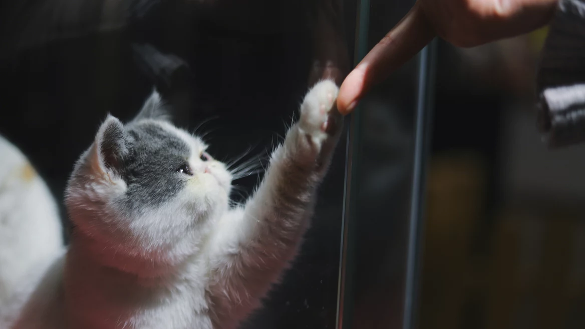 «Мозг плавіцца»: калі выкарыстоўваць занадта шмат ШІ-інструментаў адначасова прадуктыўнасць падае