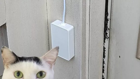 Разработчик создал дверной звонок, который реагирует на мяуканье кота
