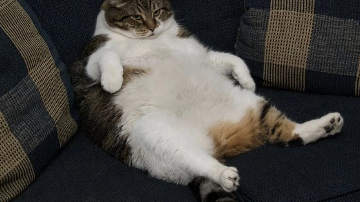 ИИ не любит ленивых: рынок софта штормит из-за опасений инвесторов