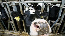 В Британии запустили Tinder для коров. Белорусский разработчик коровьих датчиков половой охоты Ovi-Bovi: это только для мелких ферм 