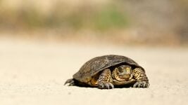 «Интернет у конкретного абонента может стать ещё медленней». Кому помогут штрафы за плохую связь?