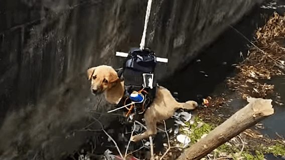 Инженер модифицировал дрон собственной разработки, чтобы спасти щенка (видео) 
