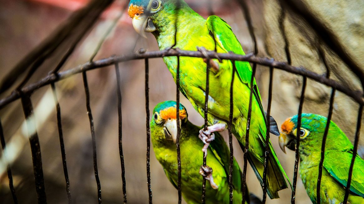 «Прошу проверить». Что в слитой базе доносов про/от айтишников? | dev.by