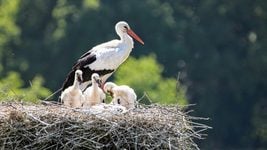 Сколько айтишников всё ещё планируют переезд? Планы, транспорт и жильё — большой ресёрч