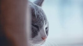 «Это просто катастрофа, прощайте»: Gemini расстраивается и делает харакири, когда не может исправить код «Это просто катастрофа, прощайте»: Gemini расстраивается и делает харакири, когда не может исправить код
