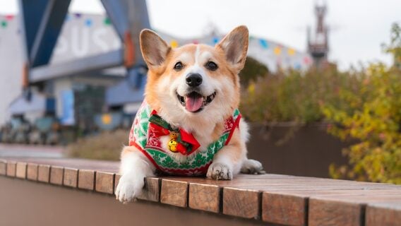 Как прошёл год? Что огорчало и радовало на работе и вообще? 2026 будет лучше? НГ-анкета!