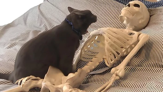 Приложение «Ты умер?» стало хитом в Китае среди одиночек