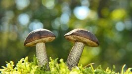 Программистам — до 12000 рублей. Пробили по базе, кого ищут госы и частники