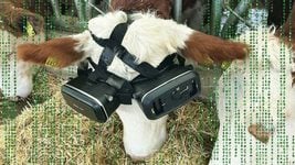 Metaverse для коров: в Турции фермер надел на животных VR-очки
