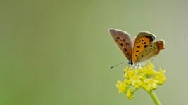 P2P, SWIFT-пераводамі, наяўнымі. Як адпраўляюць грошы з Еўропы дадому