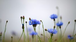 «Быць беларускай можна ў любой краіне свету». Айцішнікі за мяжой распавядаюць, як падтрымліваюць сувязь з радзімай 