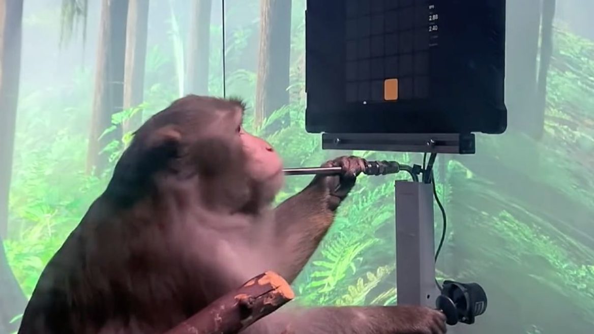 Neuralink показала как обезьяна печатает силой мысли. Опыты на людях обещают через полгода