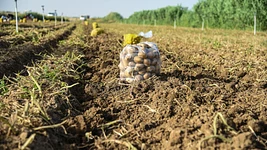 AI поливает картошку. Что айтишники творят на дачах (и балконах) и сколько это стоит