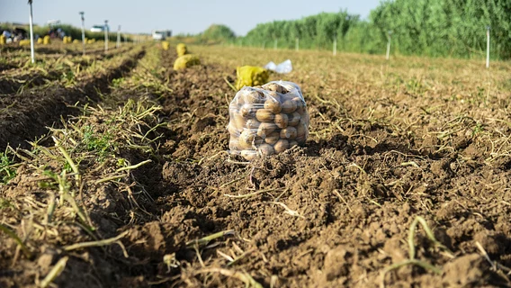 AI поливает картошку. Что айтишники творят на дачах (и балконах) и сколько это стоит