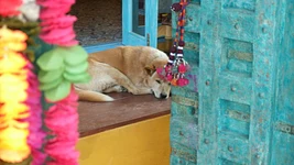 Нельзя на арабские авиалинии. Как слетать в Таиланд с польским паспортом иностранца — личный опыт