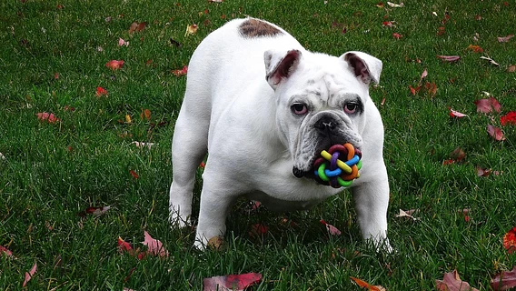 6 платформ, где можно поговорить по-английски и перестать бояться его на дейликах