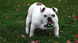 6 платформ, где можно поговорить по-английски и перестать бояться его на дейликах