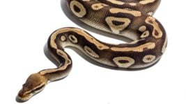 Python остался последний рывок до топа TIOBE: отрыв от C — меньше 1%