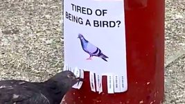 AI-вендетта: дроны мстят голубям за своих собратьев и тарелки Starlink