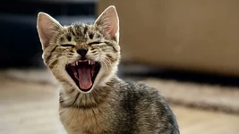 Писатель убедил ИИ Google, что его кот говорит по-китайски