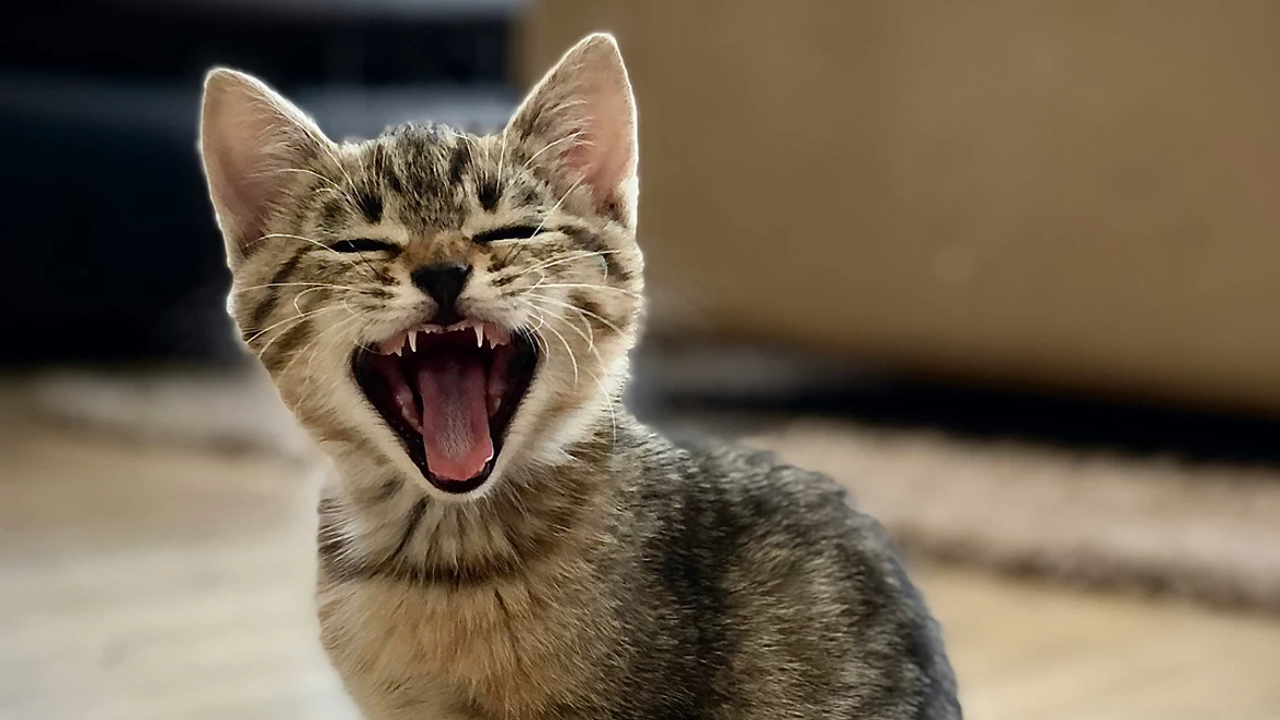 Писатель убедил ИИ Google что его кот говорит по-китайски