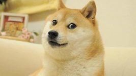 Умерла легендарная собака Кабосу, ставшая героиней мема Doge и «лицом» криптовалюты