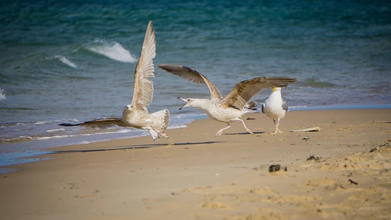«Вежливо продавили или сам согласился?» 10 книг и курсов, чтобы распознавать манипуляции на работе