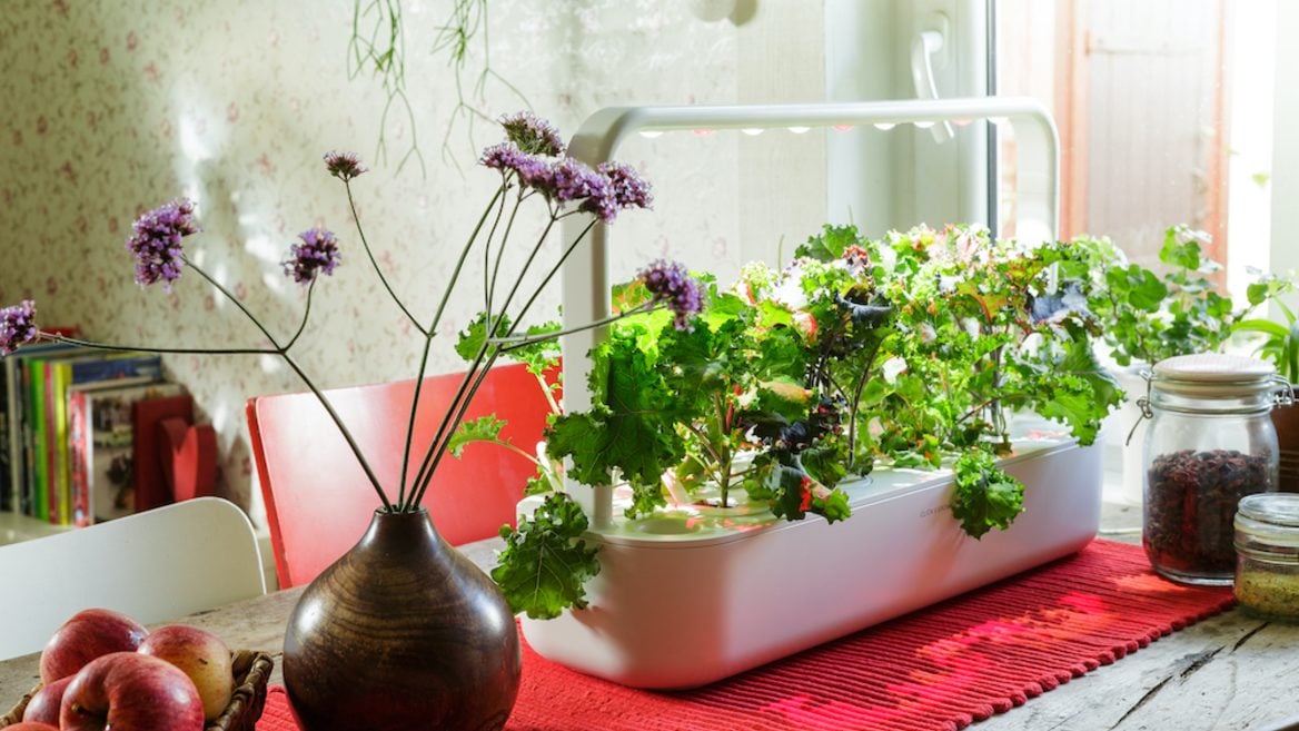 (обновили): Эстонский стартап делает умные домашние сады для мамкиных гроверов. Есть скидки