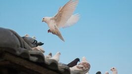 Першая крыптабіржа з ПВТ падключылася да міжбанкаўскай сістэмы ідэнтыфікацыі