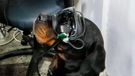 В США для служебных собак разработали AR-очки, чтобы командовать на расстоянии 