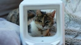 Британец придумал ИИ-заслонку для кошки, чтобы она не носила в дом добычу