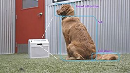 AI-система CompanionPro дрессирует собак 