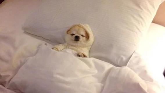 Прокрастинация — это не лень, а работа мозга — исследование