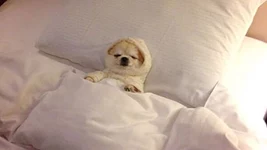 Прокрастинация — это не лень, а работа мозга — исследование