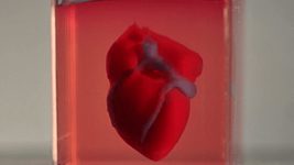 Учёные впервые «напечатали» человеческое сердце из живых клеток 