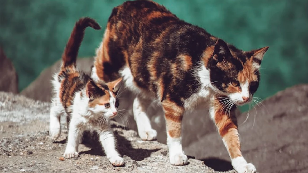 Топы Microsoft призвали не ставить крест на джунах а то будет плохо всей индустрии