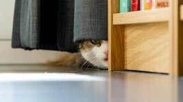 «Для уверенности». Разработчик с женой сделал помощника, который незаметно подсказывает на собесе. Полезно или чит? «Для уверенности». Разработчик с женой сделал помощника, который незаметно подсказывает на собесе. Полезно или чит?
