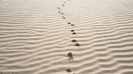 «Надоело нытьё, что денег нет, проектов нет». Почему айтишники мстят увольнением