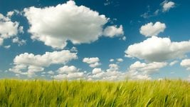 OneSoil научился видеть посевы сквозь облака